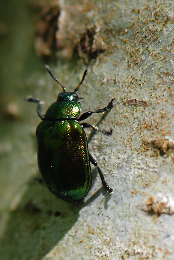 Plagiosterna (= Linaeidea) aenea (Chrysomelidae)